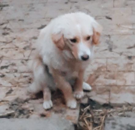 Daggy – Ein Herz aus Gold sucht ihr Zuhause!