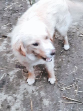 Daggy – Ein Herz aus Gold sucht ihr Zuhause!