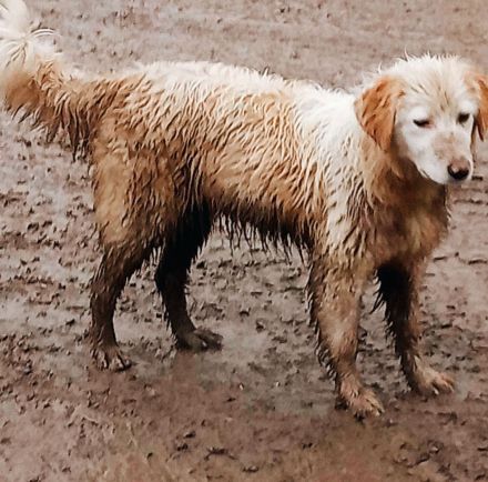 Daggy – Ein Herz aus Gold sucht ihr Zuhause!