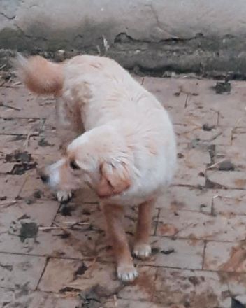 Daggy – Ein Herz aus Gold sucht ihr Zuhause!