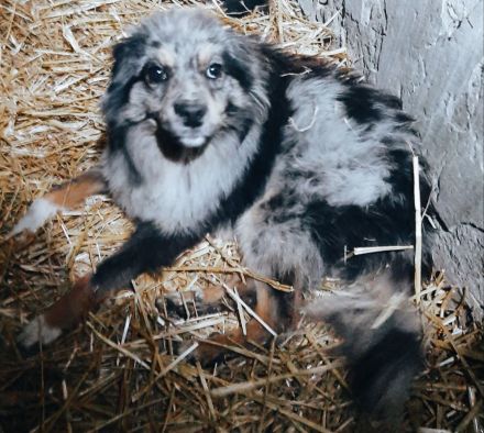 Devis – Ein Hund, der Liebe sucht und ein Zuhause verdient.