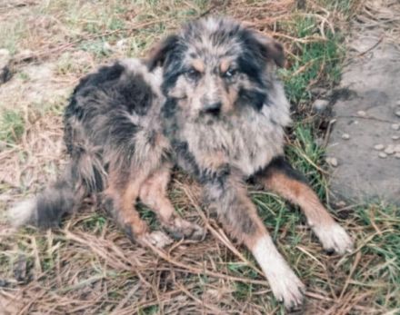 Devis – Ein Hund, der Liebe sucht und ein Zuhause verdient.