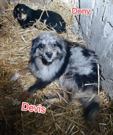Devis – Ein Hund, der Liebe sucht und ein Zuhause verdient.