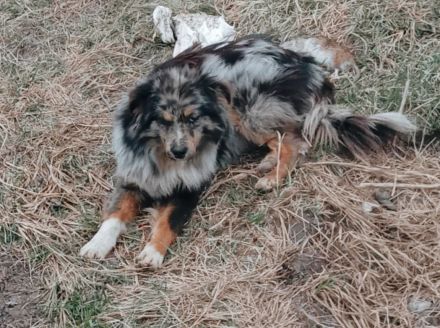 Devis – Ein Hund, der Liebe sucht und ein Zuhause verdient.