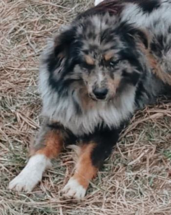 Devis – Ein Hund, der Liebe sucht und ein Zuhause verdient.