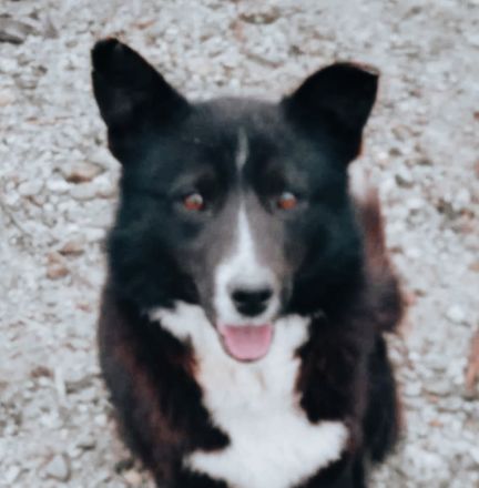 Dominos Geschichte – Ein Hund auf dem Weg ins Glück!