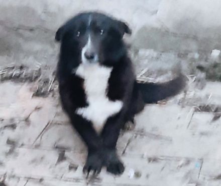 Dominos Geschichte – Ein Hund auf dem Weg ins Glück!