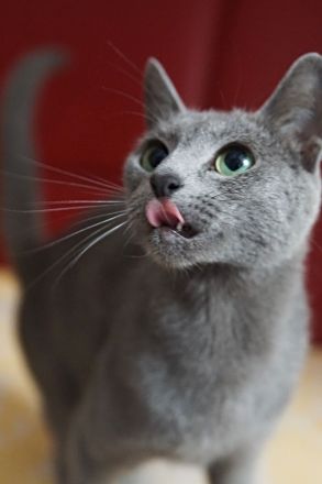 Russisch Blau Kitten m. Abstammungsurkunde