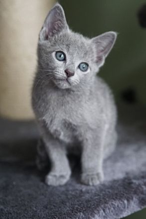 Russisch Blau Kitten m. Abstammungsurkunde