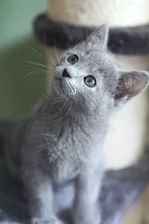 Russisch Blau Kitten m. Abstammungsurkunde