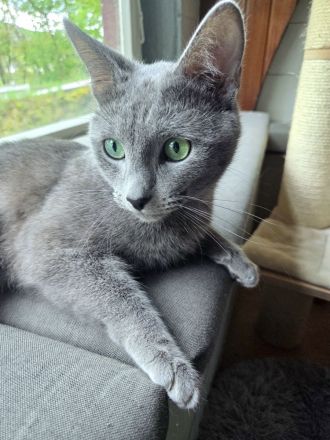 Russisch Blau Kitten m. Abstammungsurkunde