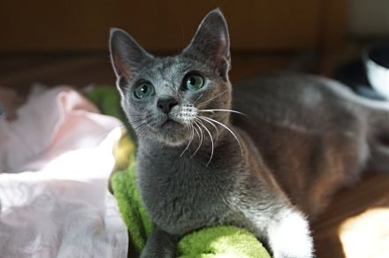 Russisch Blau Kitten m. Abstammungsurkunde