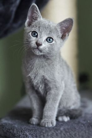 Russisch Blau Kitten m. Abstammungsurkunde