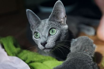 Russisch Blau Kitten m. Abstammungsurkunde