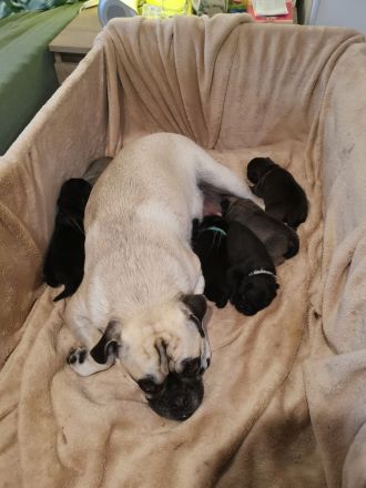 Retromopswelpen, nur noch 1 Rüde in schwarz