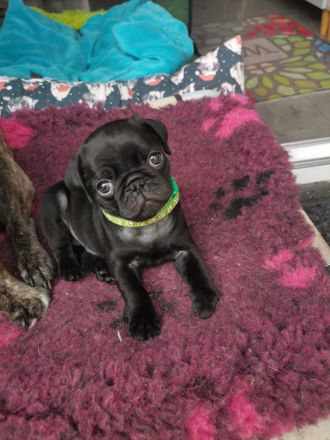 Retromopswelpen, nur noch 1 Rüde in schwarz