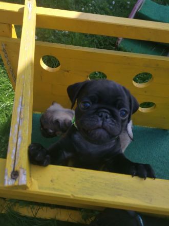 Retromopswelpen, nur noch 1 Rüde in schwarz