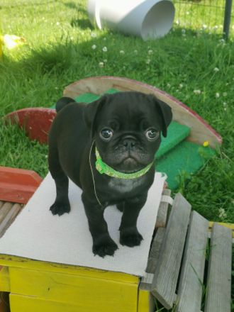 Retromopswelpen, nur noch 1 Rüde in schwarz