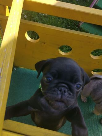 Retromopswelpen, nur noch 1 Rüde in schwarz