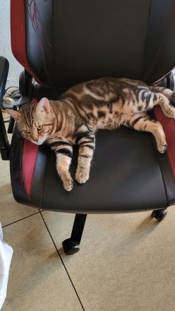 Bengal Mix BKH Deckkater