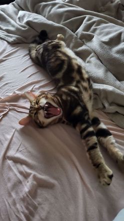Bengal Marbled Tabby mix BKH Deckkater
