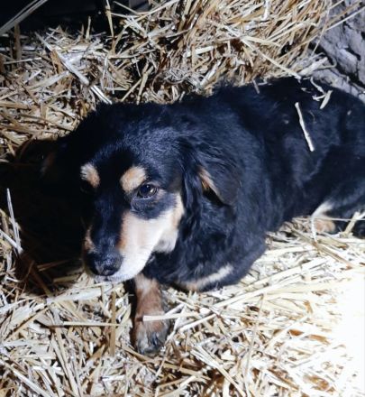 Dony – Ein kleiner Hund, der Liebe sucht und ein Zuhause verdient.