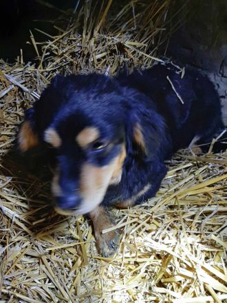 Dony – Ein kleiner Hund, der Liebe sucht und ein Zuhause verdient.