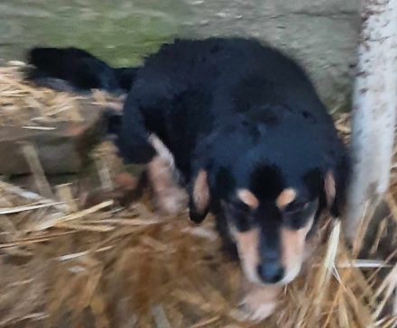 Dony – Ein kleiner Hund, der Liebe sucht und ein Zuhause verdient.