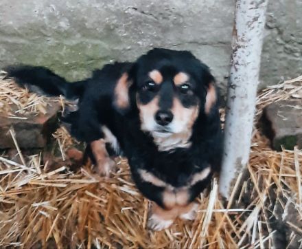 Dony – Ein kleiner Hund, der Liebe sucht und ein Zuhause verdient.