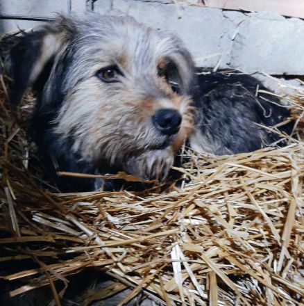 Duffys Geschichte – Ein Hund auf dem Weg ins Glück!