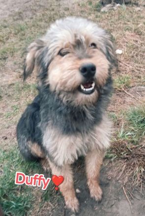 Duffys Geschichte – Ein Hund auf dem Weg ins Glück!