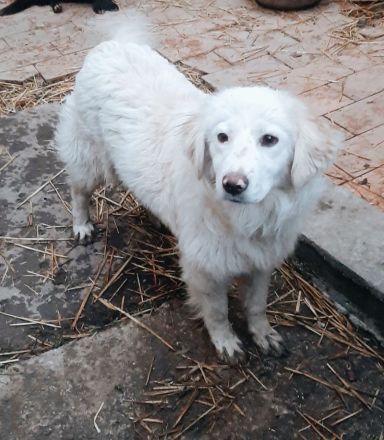 Dylaras Geschichte – Auf der Suche nach einem Zuhause voller Liebe!