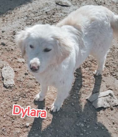 Dylaras Geschichte – Auf der Suche nach einem Zuhause voller Liebe!