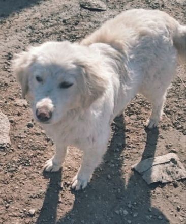 Dylaras Geschichte – Auf der Suche nach einem Zuhause voller Liebe!