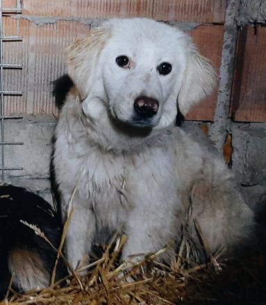 Dylaras Geschichte – Auf der Suche nach einem Zuhause voller Liebe!