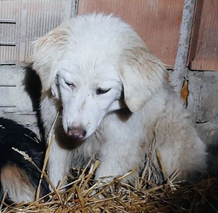 Dylaras Geschichte – Auf der Suche nach einem Zuhause voller Liebe!