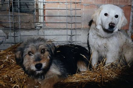 Dylaras Geschichte – Auf der Suche nach einem Zuhause voller Liebe!