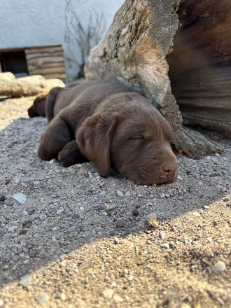 Labrador Welpen aus Genehmigter Zucht mit Herz