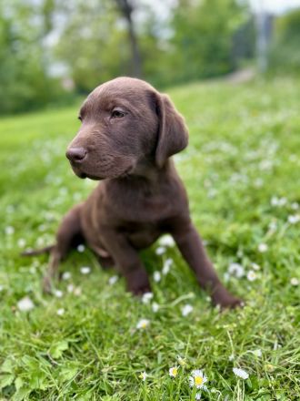 Labrador Welpen aus Genehmigter Zucht mit Herz