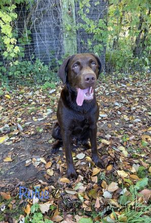 Labrador Welpen aus Genehmigter Zucht mit Herz