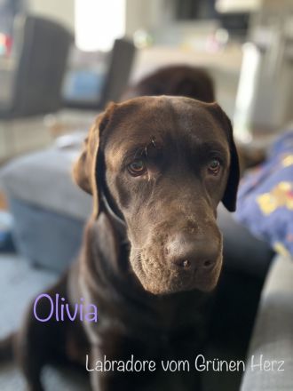 Labrador Welpen aus Genehmigter Zucht mit Herz