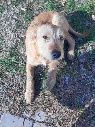 Elliot – Ein Goldschatz sucht ein Für-Immer-Zuhause