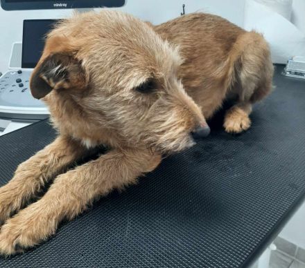 Elliot – Ein Goldschatz sucht ein Für-Immer-Zuhause