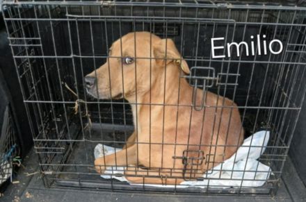 Emilios Geschichte – ein Hund mit einem großen Herzen auf der Suche nach seinem Glück