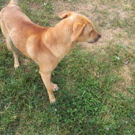 Emilios Geschichte – ein Hund mit einem großen Herzen auf der Suche nach seinem Glück