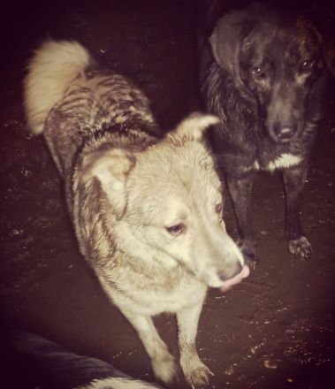 Eric sucht ein Zuhause für immer