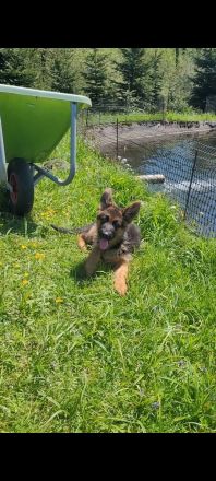 Junger Deutscher Schäferhund sucht neues Zuhause