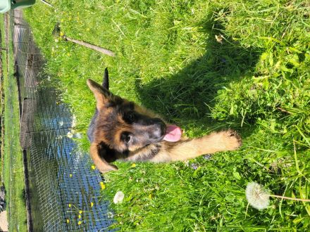 Junger Deutscher Schäferhund sucht neues Zuhause