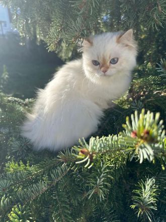 Britisch Langhaar mit Stammbaum