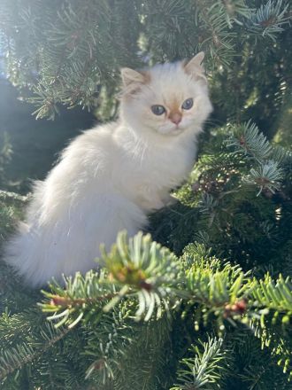 Britisch Langhaar mit Stammbaum